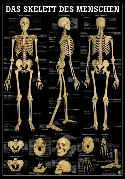 «Das Skelett des Menschen», auf schwarzem Hintergrund, laminiert 